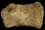 Hadrosaur (Lambeosaurus?) Toe Bone - Judith River Formation #144831-1